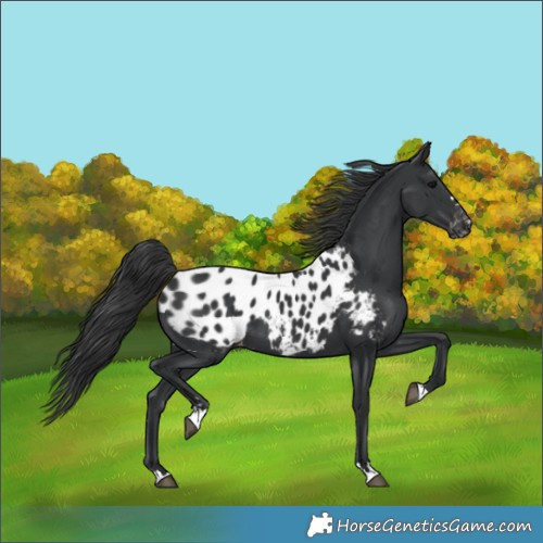 Horse Color:Black Appaloosa 