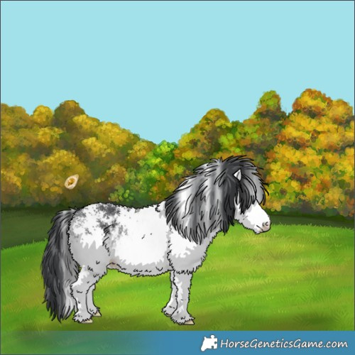 Horse Color:White Spotted Bay Chinchilla Rabicano