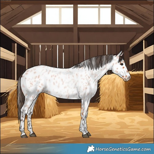 Horse Color:Bay Roan Near Leopard 