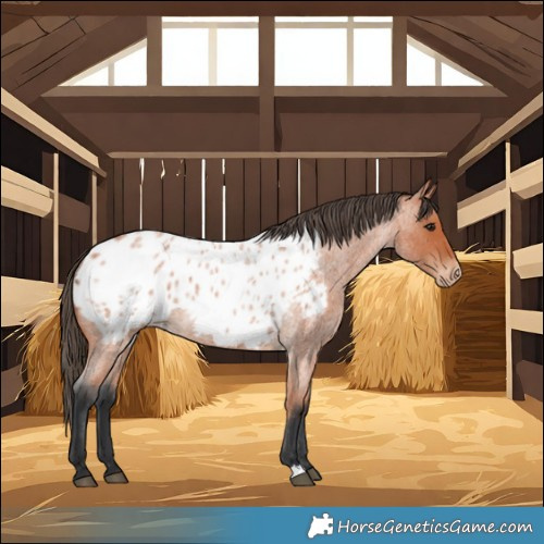 Horse Color:Bay Roan Blanket 