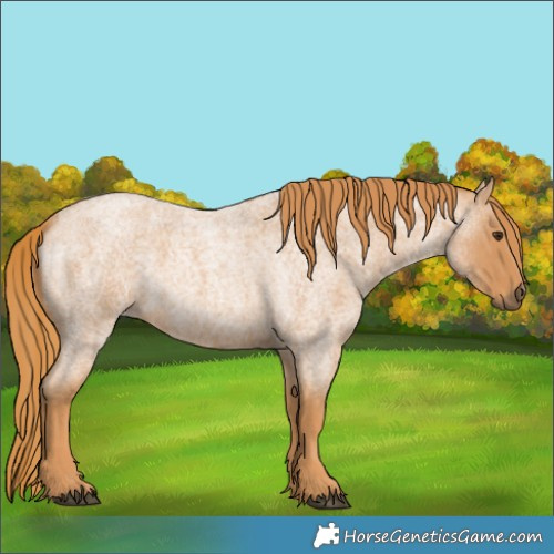 Horse Color:Red Roan 