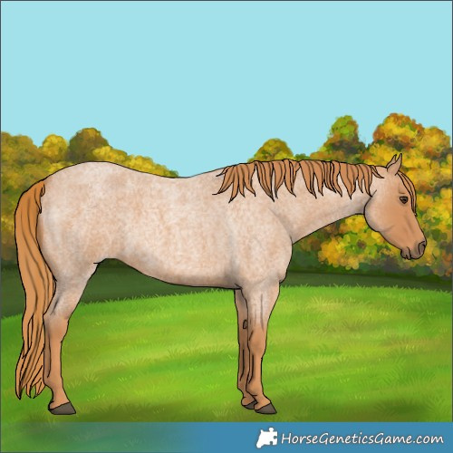 Horse Color:Red Roan 