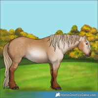 Horse Color:Gray Red Dun 