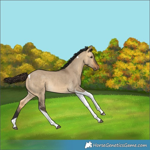 Horse Color:Buckskin Dun Tobiano Rabicano