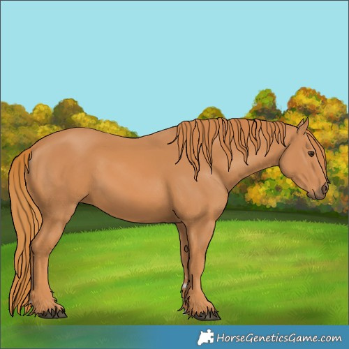 Horse Color:Chestnut 