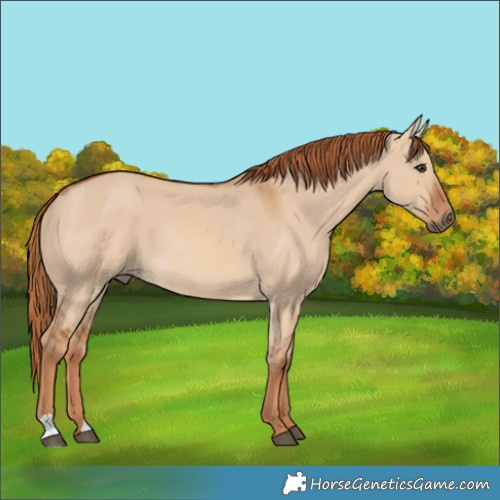 Horse Color:Red Dun 