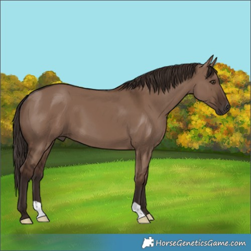 Horse Color:Liver Red Dun 
