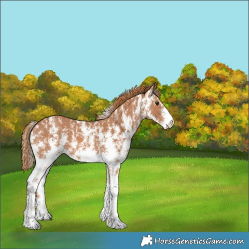 Horse Color:Chestnut Sabino