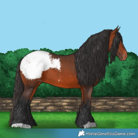 Horse Color:Bay Snowcap 