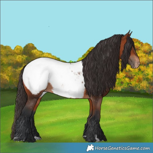 Horse Color:Bay Appaloosa