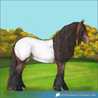 Horse Color:Bay Appaloosa