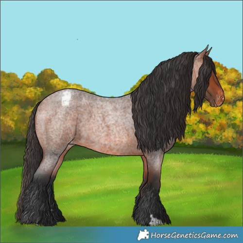 Horse Color:Bay Roan Appaloosa