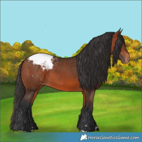 Horse Color:Bay Appaloosa