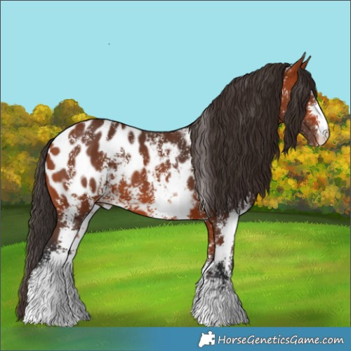 Horse Color:Bay Sabino Appaloosa 