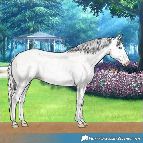Horse Color:Cremello Leopard 