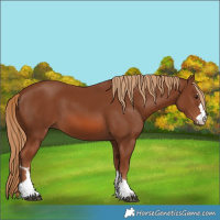 Horse Color:Chestnut 
