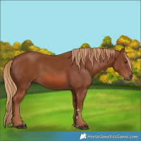 Horse Color:Chestnut 