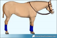 Horse Color:Red Dun Splash 