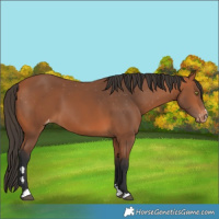 Horse Color:Bay Appaloosa 