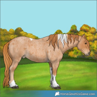 Horse Color:Red Roan Tobiano 