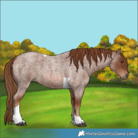 Horse Color:Red Roan Tobiano 