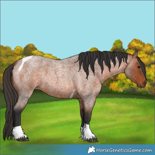 Horse Color:Bay Roan Tobiano