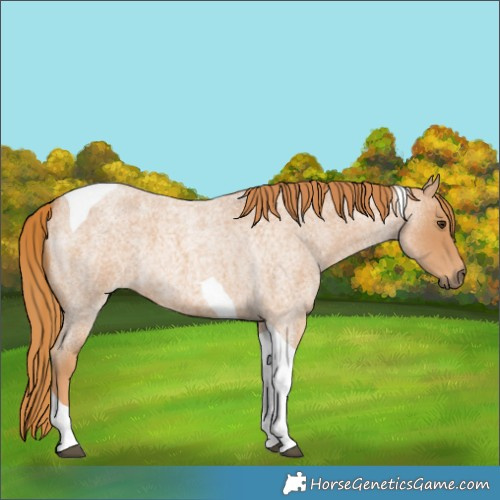 Horse Color:Red Roan Tobiano 