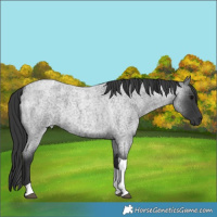 Horse Color:Blue Roan Tobiano