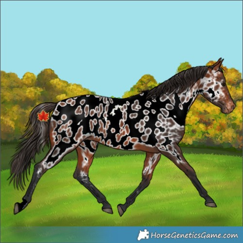 Horse Color:Bay Appaloosa Rabicano