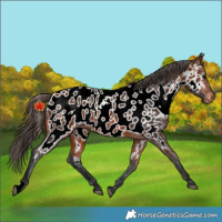Horse Color:Bay Near Leopard Rabicano 