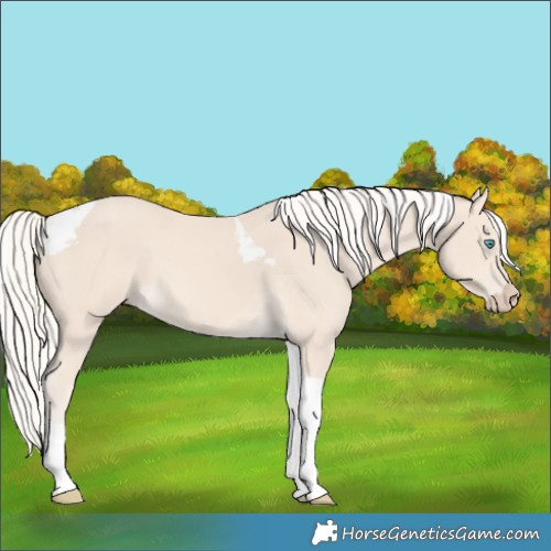Horse Color:Cremello Tobiano 