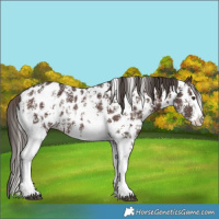 Horse Color:Liver Chestnut Sabino Splash Near Leopard  and Liver Chestnut Sabino Splash Near Leopard 