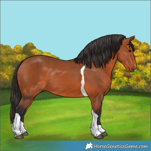Horse Color:Bay Tobiano Rabicano 
