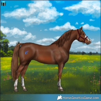 Horse Color:Chestnut 
