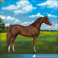 Horse Color:Chestnut 