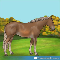 Horse Color:Chocolate Palomino 