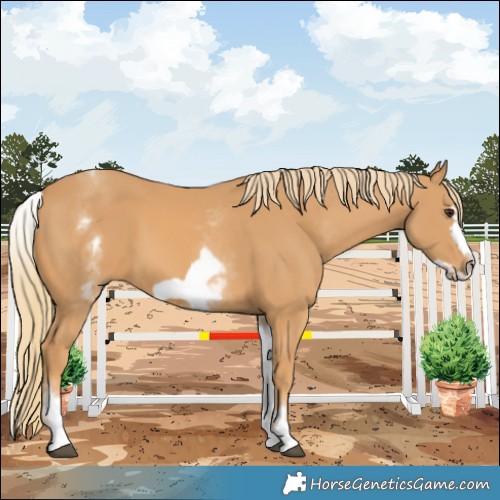 Horse Color:White Spotted Chestnut Frame