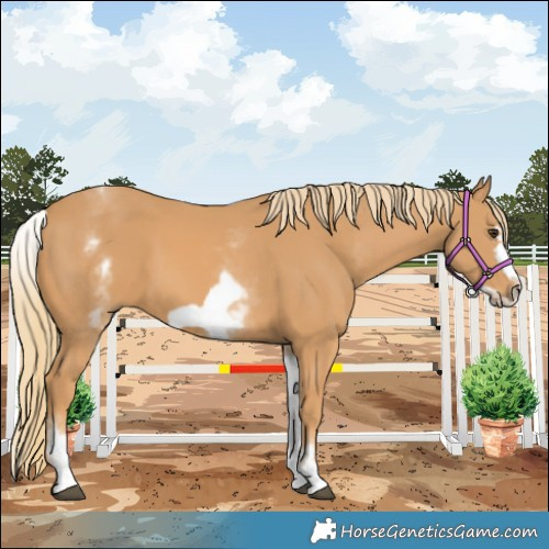 Horse Color:White Spotted Chestnut Frame 