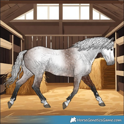 Horse Color:Gray Bay 