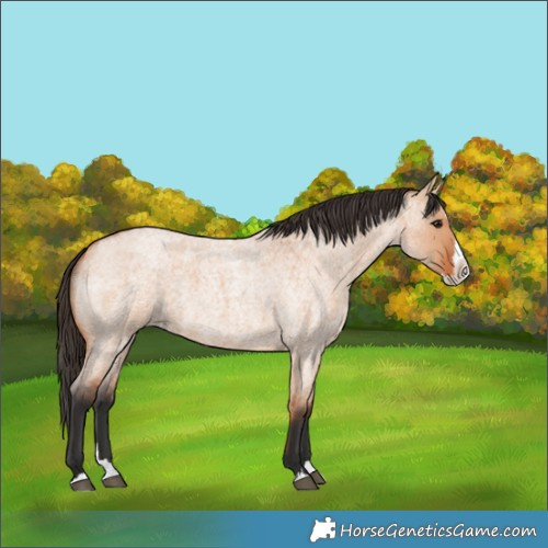 Horse Color:Bay Roan Dun Splash 