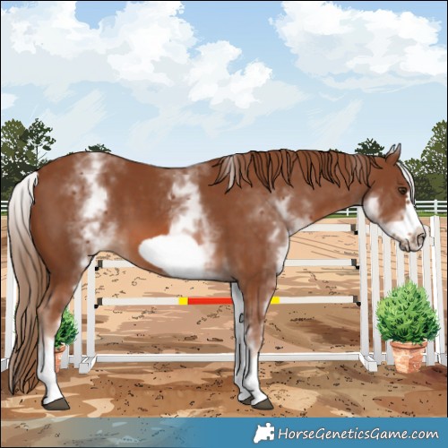 Horse Color:White Spotted Chestnut Frame