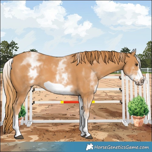 Horse Color:White Spotted Chestnut Frame