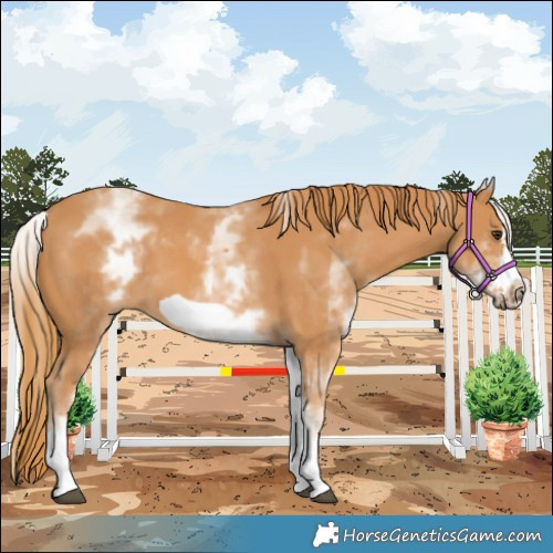 Horse Color:White Spotted Chestnut Frame 