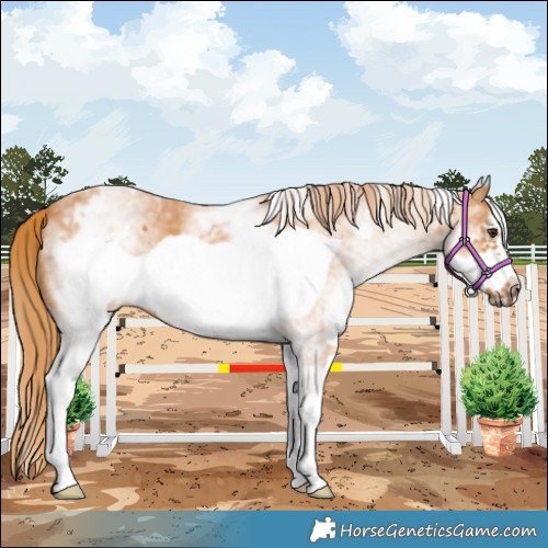 Horse Color:White Spotted Chestnut Frame 