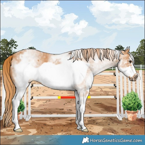 Horse Color:White Spotted Chestnut Frame 