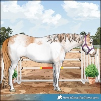 Horse Color:White Spotted Chestnut Frame 