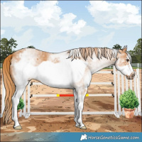 Horse Color:White Spotted Chestnut Frame 