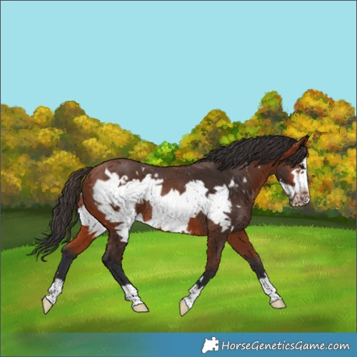 Horse Color:Bay Frame Rabicano 