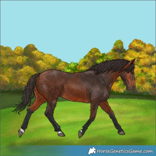 Horse Color:Bay 