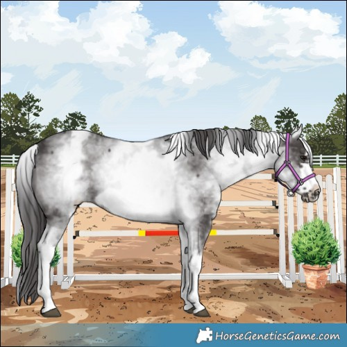 Horse Color:White Spotted Smoky Black Frame 
